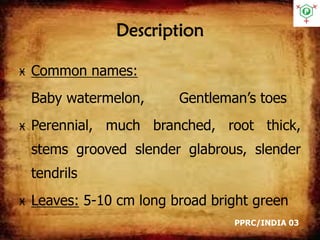 Description
Ӿ Common names:
Baby watermelon, Gentleman’s toes
Ӿ Perennial, much branched, root thick,
stems grooved slender glabrous, slender
tendrils
Ӿ Leaves: 5-10 cm long broad bright green
PPRC/INDIA 03
 