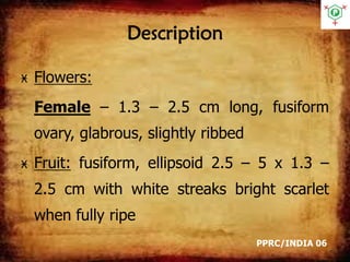 Description
Ӿ Flowers:
Female – 1.3 – 2.5 cm long, fusiform
ovary, glabrous, slightly ribbed
Ӿ Fruit: fusiform, ellipsoid 2.5 – 5 x 1.3 –
2.5 cm with white streaks bright scarlet
when fully ripe
PPRC/INDIA 06
 