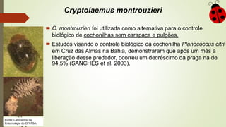 Cryptolaemus montrouzieri
 C. montrouzieri foi utilizada como alternativa para o controle
biológico de cochonilhas sem carapaça e pulgões.
 Estudos visando o controle biológico da cochonilha Planococcus citri
em Cruz das Almas na Bahia, demonstraram que após um mês a
liberação desse predador, ocorreu um decréscimo da praga na de
94,5% (SANCHES et al. 2003).
Fonte: Laboratório de
Entomologia do CPATSA.
 