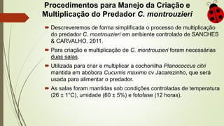 Procedimentos para Manejo da Criação e
Multiplicação do Predador C. montrouzieri
 Descreveremos de forma simplificada o processo de multiplicação
do predador C. montrouzieri em ambiente controlado de SANCHES
& CARVALHO, 2011.
 Para criação e multiplicação de C. montrouzieri foram necessárias
duas salas.
 Utilizada para criar e multiplicar a cochonilha Planococcus citri
mantida em abóbora Cucumis maximo cv Jacarezinho, que será
usada para alimentar o predador.
 As salas foram mantidas sob condições controladas de temperatura
(26 ± 1°C), umidade (60 ± 5%) e fotofase (12 horas).
 