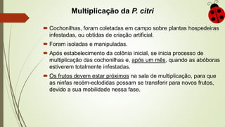 Multiplicação da P. citri
 Cochonilhas, foram coletadas em campo sobre plantas hospedeiras
infestadas, ou obtidas de criação artificial.
 Foram isoladas e manipuladas.
 Após estabelecimento da colônia inicial, se inicia processo de
multiplicação das cochonilhas e, após um mês, quando as abóboras
estiverem totalmente infestadas.
 Os frutos devem estar próximos na sala de multiplicação, para que
as ninfas recém-eclodidas possam se transferir para novos frutos,
devido a sua mobilidade nessa fase.
 