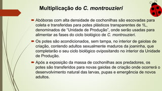 Multiplicação do C. montrouzieri
 Abóboras com alta densidade de cochonilhas são escovadas para
coleta e transferidas para potes plásticos transparentes de 1L,
denominados de “Unidade de Produção”, onde serão usadas para
alimentar as fases do ciclo biológico de C. montrouzieri.
 Os potes são acondicionados, sem tampa, no interior de gaiolas de
criação, contendo adultos sexualmente maduros da joaninha, que
completarão o seu ciclo biológico ovipositando no interior da Unidade
de Produção.
 Após a exposição da massa de cochonilhas aos predadores, os
potes são transferidos para novas gaiolas de criação onde ocorrerá o
desenvolvimento natural das larvas, pupas e emergência de novos
adultos.
 