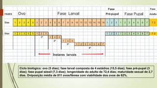 Ciclo biológico: ovo (5 dias); fase larval composta de 4 estádios (15,5 dias); fase pré-pupal (3
dias); fase pupal séssil (7,3 dias); longevidade do adulto de 72,4 dias; maturidade sexual de 2,7
dias. Oviposição média de 811 ovos/fêmea com viabilidade dos ovos de 62%.
 