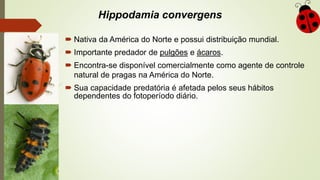 Hippodamia convergens
 Nativa da América do Norte e possui distribuição mundial.
 Importante predador de pulgões e ácaros.
 Encontra-se disponível comercialmente como agente de controle
natural de pragas na América do Norte.
 Sua capacidade predatória é afetada pelos seus hábitos
dependentes do fotoperíodo diário.
 