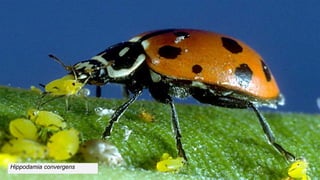 Hippodamia convergens
 