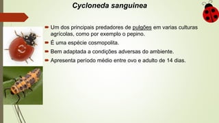 Cycloneda sanguinea
 Um dos principais predadores de pulgões em varias culturas
agrícolas, como por exemplo o pepino.
 É uma espécie cosmopolita.
 Bem adaptada a condições adversas do ambiente.
 Apresenta período médio entre ovo e adulto de 14 dias.
 