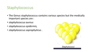 Staphylococcus
• The Genus staphylococcus contains various species but the medically
important species are :
• staphylococcus aureus
• staphylococcus epidermis,
• staphylococcus saprophyticus .
 