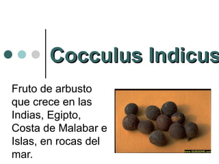 Cocculus Indicus Fruto de arbusto que crece en las Indias, Egipto, Costa de Malabar e Islas, en rocas del mar. 