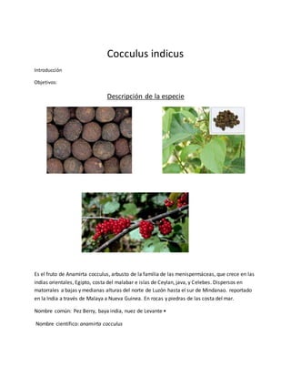 Cocculus indicus
Introducción
Objetivos:
Descripción de la especie
Es el fruto de Anamirta cocculus, arbusto de la familia de las menispermáceas, que crece en las
indias orientales, Egipto, costa del malabar e islas de Ceylan, java, y Celebes. Dispersos en
matorrales a bajas y medianas alturas del norte de Luzón hasta el sur de Mindanao. reportado
en la India a través de Malaya a Nueva Guinea. En rocas y piedras de las costa del mar.
Nombre común: Pez Berry, baya india, nuez de Levante •
Nombre científico: anamirta cocculus
 