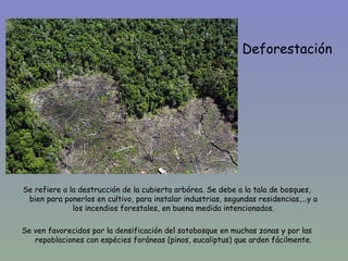 Deforestación




Se refiere a la destrucción de la cubierta arbórea. Se debe a la tala de bosques,
 bien para ponerlos en cultivo, para instalar industrias, segundas residencias,...y a
              los incendios forestales, en buena medida intencionados.

Se ven favorecidos por la densificación del sotobosque en muchas zonas y por las
   repoblaciones con espécies foráneas (pinos, eucaliptus) que arden fácilmente.
 