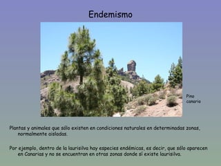Endemismo




                                                                              Pino
                                                                              canario




Plantas y animales que sólo existen en condiciones naturales en determinadas zonas,
    normalmente aisladas.

Por ejemplo, dentro de la laurisilva hay especies endémicas, es decir, que sólo aparecen
    en Canarias y no se encuentran en otras zonas donde sí existe laurisilva.
 