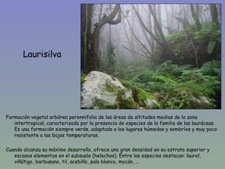 Laurisilva




Formación vegetal arbórea perennifolia de las áreas de altitudes medias de la zona
   intertropical, caracterizada por la presencia de especies de la familia de las lauráceas.
   Es una formación siempre verde, adaptada a los lugares húmedos y sombríos y muy poco
   resistente a las bajas temperaturas.

Cuando alcanza su máximo desarrollo, ofrece una gran densidad en su estrato superior y
   escasos elementos en el subsuelo (helechos). Entre las especies destacan: laurel,
   viñátigo, barbusano, til, acebiño, palo blanco, mocán, ...
 