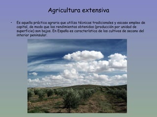 Agricultura extensiva
•   Es aquella práctica agraria que utiliza técnicas tradicionales y escaso empleo de
    capital, de modo que los rendimientos obtenidos (producción por unidad de
    superficie) son bajos. En España es característica de los cultivos de secano del
    interior peninsular.
 