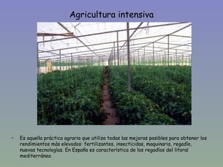 Agricultura intensiva




•   Es aquella práctica agraria que utiliza todas las mejoras posibles para obtener los
    rendimientos más elevados: fertilizantes, insecticidas, maquinaria, regadío,
    nuevas tecnologías. En España es característica de los regadíos del litoral
    mediterráneo.
 