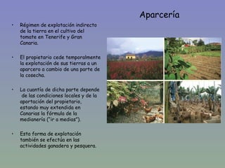 Aparcería
•   Régimen de explotación indirecto
    de la tierra en el cultivo del
    tomate en Tenerife y Gran
    Canaria.

•   El propietario cede temporalmente
    la explotación de sus tierras a un
    aparcero a cambio de una parte de
    la cosecha.

•   La cuantía de dicha parte depende
     de las condiciones locales y de la
    aportación del propietario,
    estando muy extendida en
    Canarias la fórmula de la
    medianería (“ir a medias”).

•   Esta forma de explotación
    también se efectúa en las
    actividades ganadera y pesquera.
 