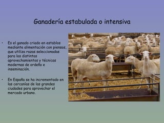 Ganadería estabulada o intensiva


•   Es el ganado criado en establos
    mediante alimentación con piensos,
    que utiliza razas seleccionadas
    para los distintos
    aprovechamientos y técnicas
    modernas de ordeño e
    inseminación.

•   En España se ha incrementado en
    las cercanías de las grandes
    ciudades para aprovechar el
    mercado urbano.
 