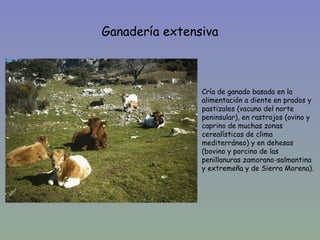 Ganadería extensiva


•
                  •   Cría de ganado basada en la
                      alimentación a diente en prados y
                      pastizales (vacuno del norte
                      peninsular), en rastrojos (ovino y
                      caprino de muchas zonas
                      cerealísticas de clima
                      mediterráneo) y en dehesas
                      (bovino y porcino de las
                      penillanuras zamorano-salmantina
                      y extremeña y de Sierra Morena).
 