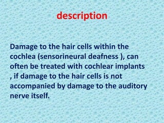 description

Damage to the hair cells within the
cochlea (sensorineural deafness ), can
often be treated with cochlear implants
, if damage to the hair cells is not
accompanied by damage to the auditory
nerve itself.
 