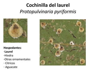Cochinilla del laurel
Protopulvinaria pyriformis

Hospedantes:
-Laurel
-Hiedra
-Otras ornamentales
- Cítricos
- Aguacate

 