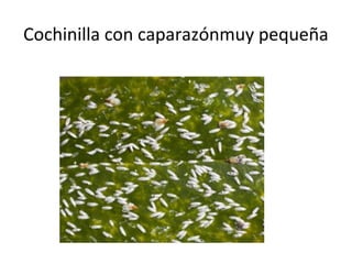 Cochinilla con caparazónmuy pequeña

 