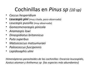 Cochinillas en Pinus sp (10 sp)
•
•
•
•
•
•
•
•
•
•

Coccus hesperidium
Leucaspis pini (muy citada, poco observada)
Leucaspis pussilla (muy observada)
Gomezmenoraspis pinicola
Anamaspis lowi
Dinaspidiotus britannicus
Puto superbus
Matsococcus matsumuraei
Paleococcus fuscipennis
Lepidosaphis ulmi

Himenópteros parasitoides de las cochinillas: Encarsia leucaspidis,
Azotus atomon y Anthemus sp (las especies más abundantes)

 