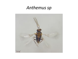 Anthemus sp

 