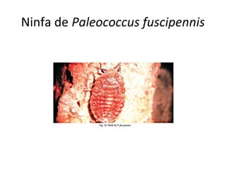 Ninfa de Paleococcus fuscipennis

 