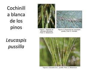 Cochinill
a blanca
de los
pinos
Leucaspis
pussilla

 