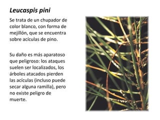 Leucaspis pini
Se trata de un chupador de
color blanco, con forma de
mejillón, que se encuentra
sobre acículas de pino.
Su daño es más aparatoso
que peligroso: los ataques
suelen ser localizados, los
árboles atacados pierden
las acículas (incluso puede
secar alguna ramilla), pero
no existe peligro de
muerte.

 