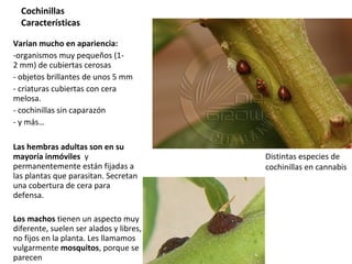 Cochinillas
Características
Varían mucho en apariencia:
-organismos muy pequeños (12 mm) de cubiertas cerosas
- objetos brillantes de unos 5 mm
- criaturas cubiertas con cera
melosa.
- cochinillas sin caparazón
- y más…
Las hembras adultas son en su
mayoría inmóviles y
permanentemente están fijadas a
las plantas que parasitan. Secretan
una cobertura de cera para
defensa.
Los machos tienen un aspecto muy
diferente, suelen ser alados y libres,
no fijos en la planta. Les llamamos
vulgarmente mosquitos, porque se
parecen

Distintas especies de
cochinillas en cannabis

 