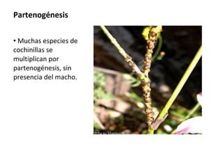 Partenogénesis
• Muchas especies de
cochinillas se
multiplican por
partenogénesis, sin
presencia del macho.

 