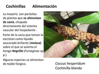 Cochinillas

Alimentación

La mayoría son parásitos
de plantas que se alimentan
de savia, chupada
directamente del sistema
vascular del hospedante .
Parte de la savia que toman la
excretan como líquido
azucarado brillante (melaza)
sobre el que se asienta el
hongo Negrilla (Fumaginas sp
p.)
Algunas especies se alimentan
de tejido fúngico.

Coccus hesperidum
Cochinilla blanda

 