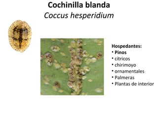 Cochinilla blanda
Coccus hesperidium

Hospedantes:
• Pinos
• cítricos
• chirimoyo
• ornamentales
• Palmeras
• Plantas de interior

 
