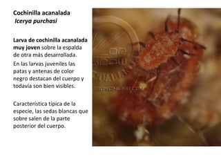 Cochinilla acanalada
Icerya purchasi
Larva de cochinilla acanalada
muy joven sobre la espalda
de otra más desarrollada.
En las larvas juveniles las
patas y antenas de color
negro destacan del cuerpo y
todavía son bien visibles.
Característica típica de la
especie, las sedas blancas que
sobre salen de la parte
posterior del cuerpo.

 