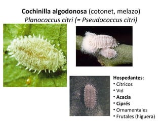 Cochinilla algodonosa (cotonet, melazo)
Planococcus citri (= Pseudococcus citri)

Hospedantes:
• Cítricos
• Vid
• Acacia
• Ciprés
• Ornamentales
• Frutales (higuera)

 