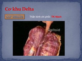 Thần kinh chi phối: TK Nách
 