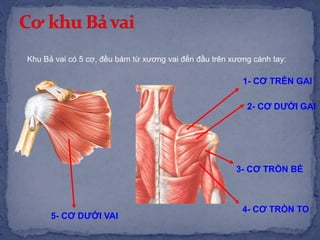 1- CƠ TRÊN GAI
2- CƠ DƯỚI GAI
3- CƠ TRÒN BÉ
4- CƠ TRÒN TO
5- CƠ DƯỚI VAI
Khu Bả vai có 5 cơ, đều bám từ xương vai đến đầu trên xương cánh tay:
 