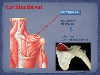 CƠ TRÊN GAI
NGUYÊN ỦY:
Hố trên gai
BÁM TẬN:
Diện trên mấu động to
 