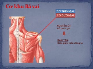 CƠ TRÊN GAI
NGUYÊN ỦY:
Hố dưới gai
BÁM TẬN:
Diện giữa mấu động to
CƠ DƯỚI GAI
 