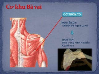 CƠ TRÒN TO
NGUYÊN ỦY:
½ Dưới bờ ngoài X.vai
BÁM TẬN:
Mép trong rãnh nhị đầu
X.cánh tay
 