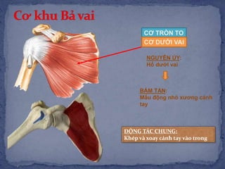 CƠ TRÒN TO
NGUYÊN ỦY:
Hố dưới vai
BÁM TẬN:
Mấu động nhỏ xương cánh
tay
CƠ DƯỚI VAI
ĐỘNG TÁC CHUNG:
Khép và xoay cánh tay vào trong
 