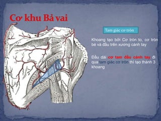Tam giác cơ tròn
Khoang tạo bởi Cơ tròn to, cơ tròn
bé và đầu trên xương cánh tay
Đầu dài cơ tam đầu cánh tay đi
qua tam giác cơ tròn thì tạo thành 3
khoang
 