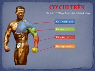 Chi trên có 53 cơ được chia thành 4 vùng:
Vai – Nách: 9 cơ
Cánh tay: 4 cơ
Cẳng tay: 20 cơ
Bàn tay: 20 cơ
 