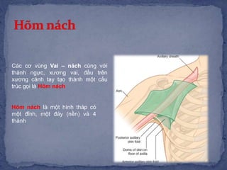 Các cơ vùng Vai – nách cùng với
thành ngực, xương vai, đầu trên
xương cánh tay tạo thành một cấu
trúc gọi là Hõm nách
Hõm nách là một hình tháp có
một đỉnh, một đáy (nền) và 4
thành
 