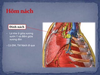 Đỉnh nách
- Là khe ở giữa xương
sườn 1 và điểm giữa
xương đòn
- Có ĐM, TM Nách đi qua
 
