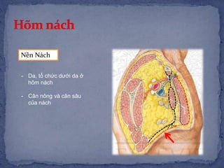 Nền Nách
- Da, tổ chức dưới da ở
hõm nách
- Cân nông và cân sâu
của nách
 