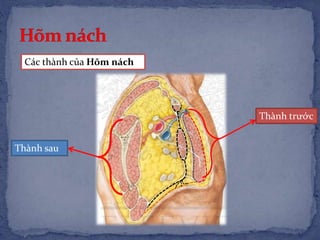 Thành trước
Thành sau
Các thành của Hõm nách
 