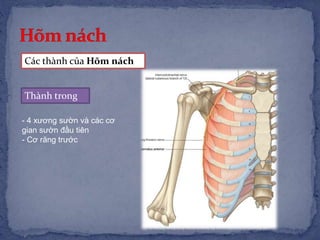 Thành trong
- 4 xương sườn và các cơ
gian sườn đầu tiên
- Cơ răng trước
Các thành của Hõm nách
 