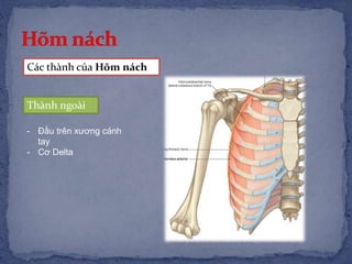 Thành ngoài
- Đầu trên xương cánh
tay
- Cơ Delta
Các thành của Hõm nách
 