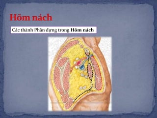 Các thành Phần đựng trong Hõm nách
 